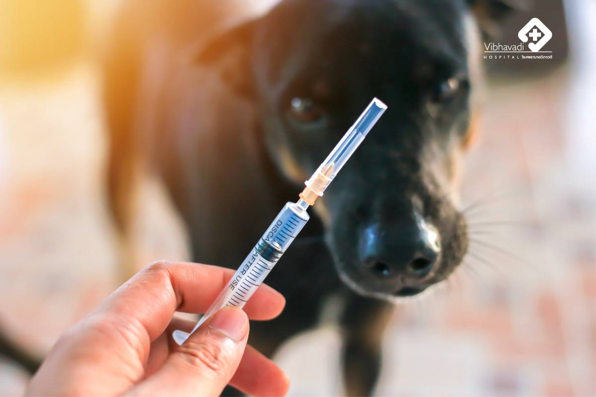 7 Interesting Facts… About Rabies